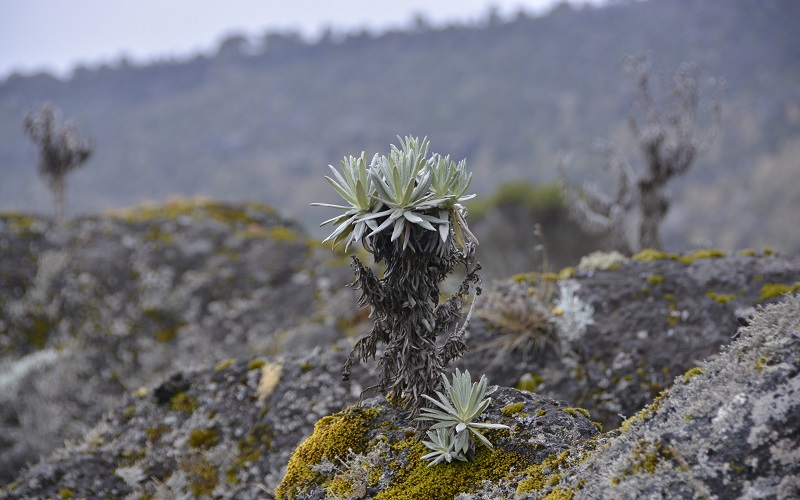 machame-route classic 7 days